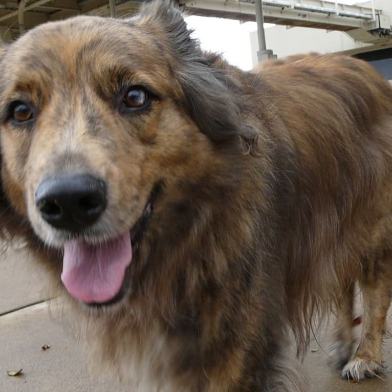 Tyler, a Chow Chow and American Pit Bull Terrier mix tested with EmbarkVet.com