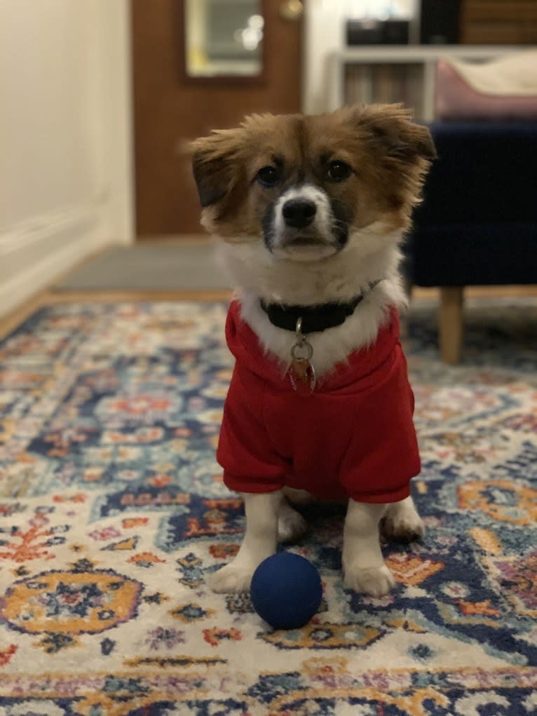 Lucy, a Japanese or Korean Village Dog and Shih Tzu mix tested with EmbarkVet.com