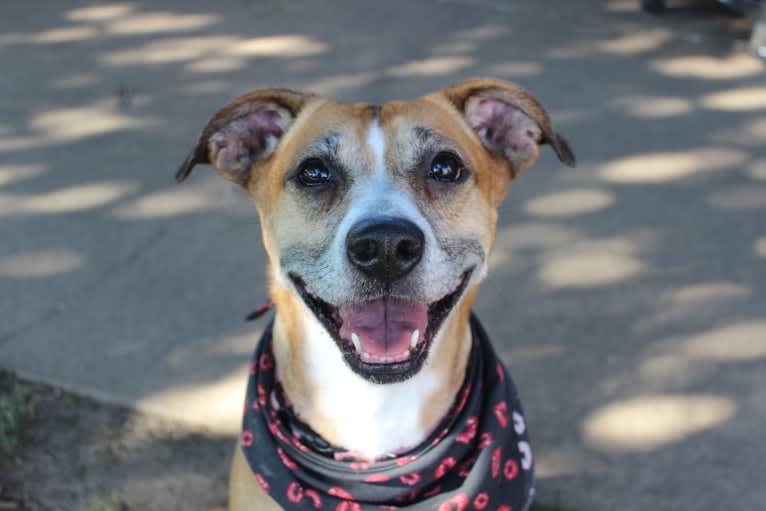 Roxie, a Boxer and Brittany mix tested with EmbarkVet.com