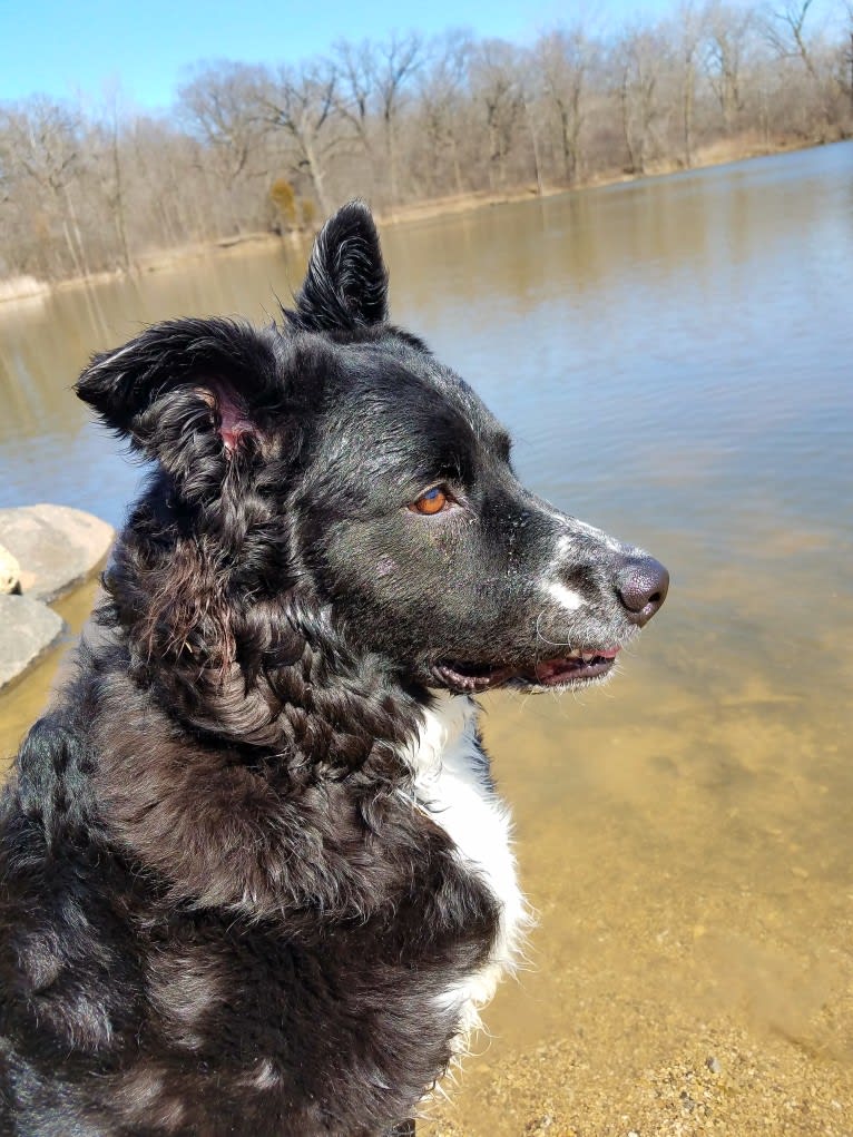Odin, an Australian Shepherd and Russell-type Terrier mix tested with EmbarkVet.com