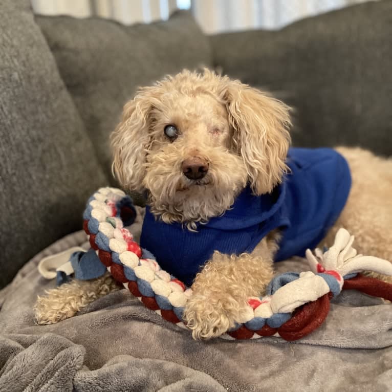 Cocomelon, a Poodle (Small) and Lhasa Apso mix tested with EmbarkVet.com