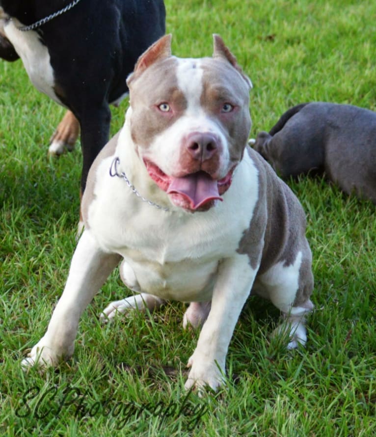 Ricki, an American Bully tested with EmbarkVet.com