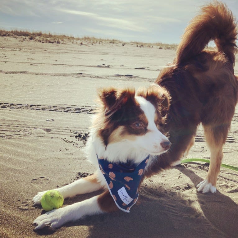 Ludo, an Australian Shepherd tested with EmbarkVet.com