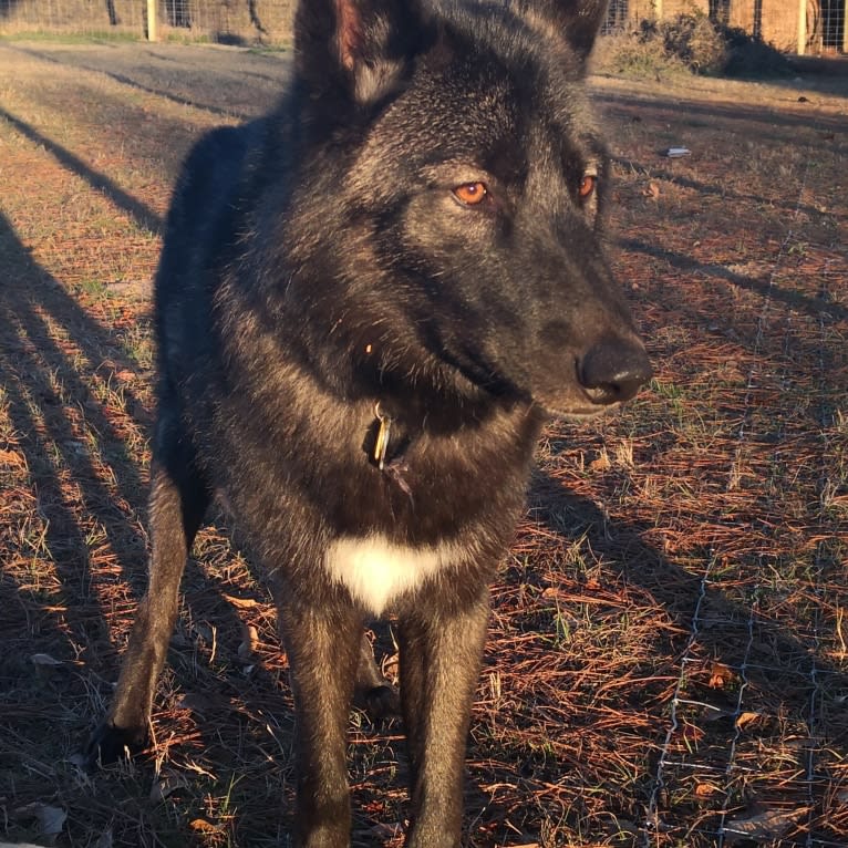 Loki a dog tested with EmbarkVet.com