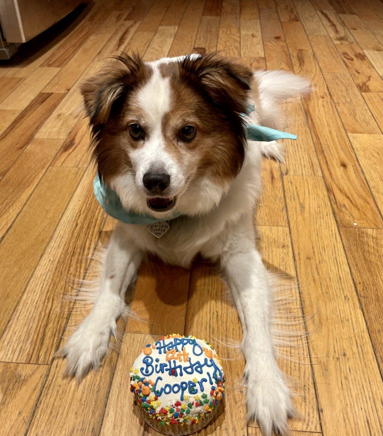 Cooper, an Australian Cattle Dog and Shih Tzu mix tested with EmbarkVet.com