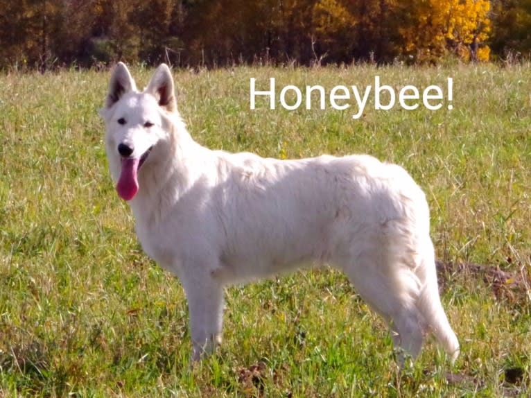 Great Northern Honeybee, a White Shepherd tested with EmbarkVet.com