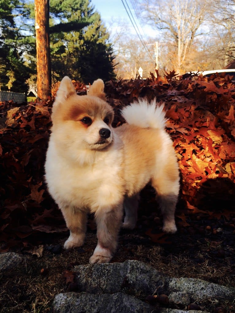 Techno, a Pomeranian tested with EmbarkVet.com