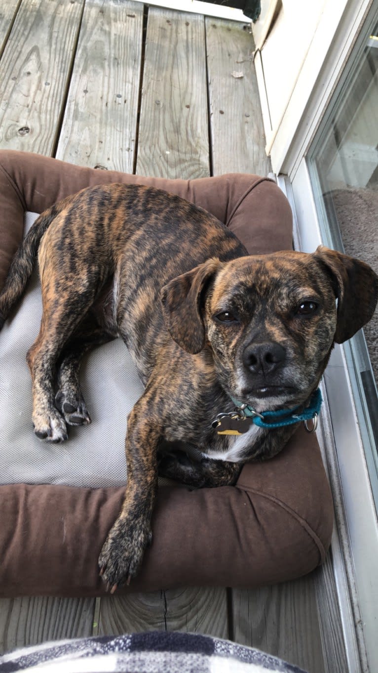 Thor, a Pug and Beagle mix tested with EmbarkVet.com