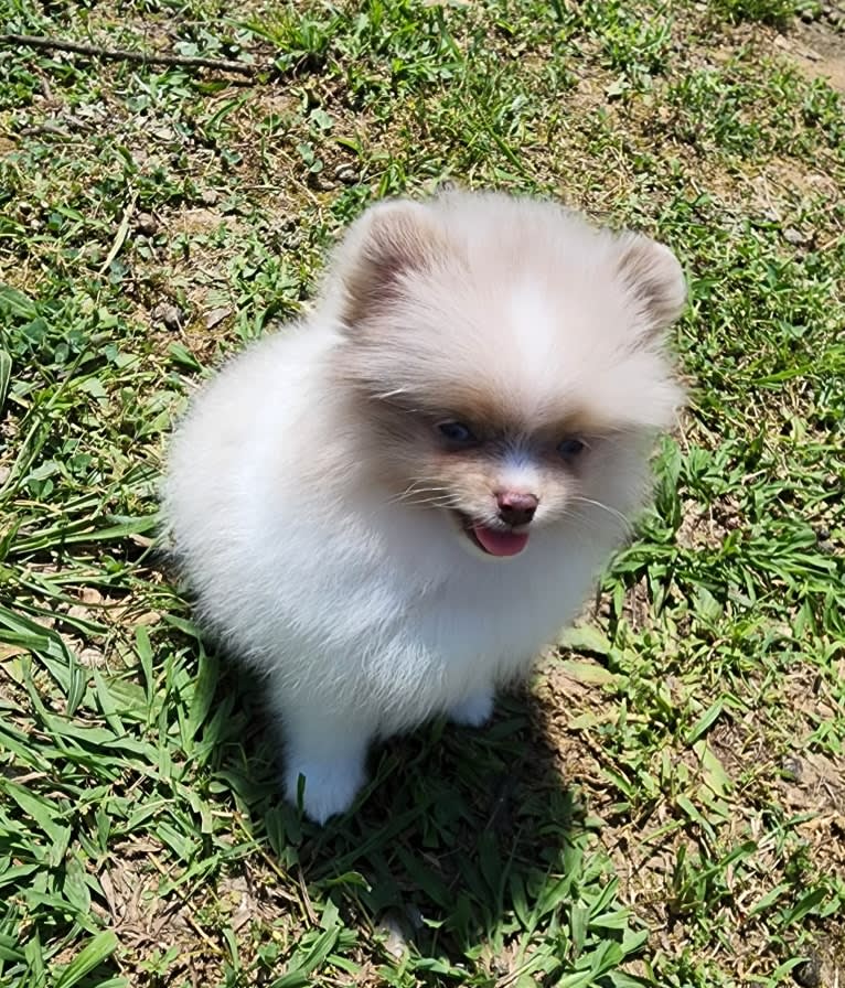 Nimbus, a Pomeranian tested with EmbarkVet.com