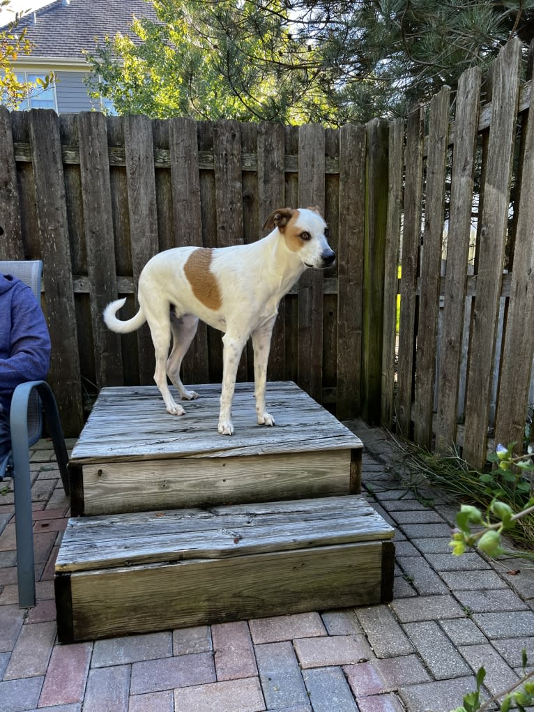 Wilson Wayhart, a Boxer and German Shepherd Dog mix tested with EmbarkVet.com