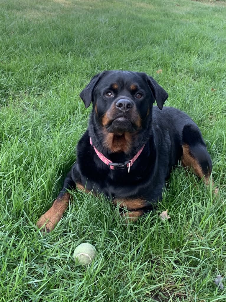 Emma Lou, a Rottweiler tested with EmbarkVet.com