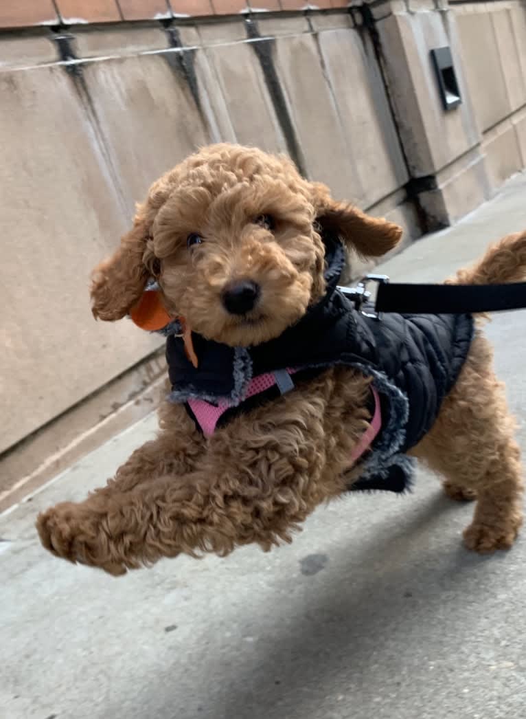 Rosie, a Goldendoodle tested with EmbarkVet.com