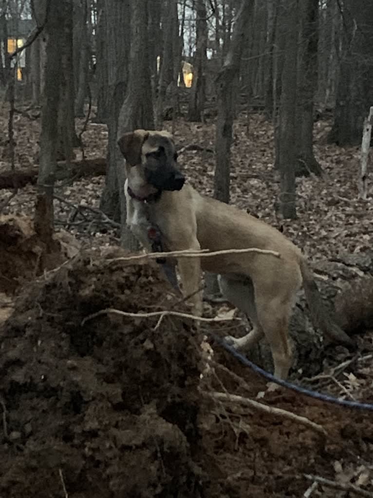 Tazz, an Anatolian Shepherd Dog and Labrador Retriever mix tested with EmbarkVet.com