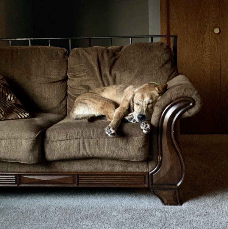 Simba, a Catahoula Leopard Dog and Chow Chow mix tested with EmbarkVet.com