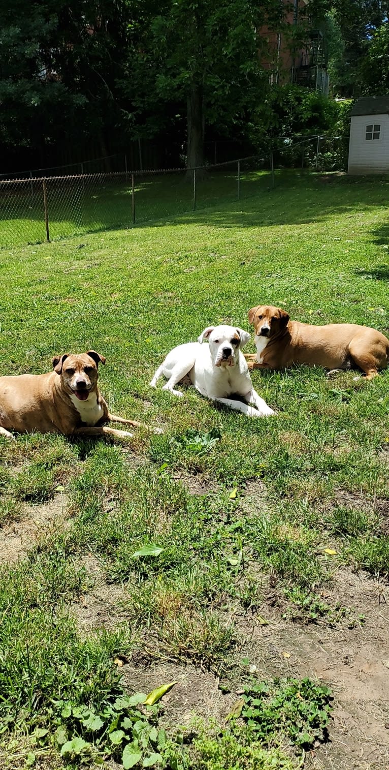 Buttercup, an American Pit Bull Terrier and Labrador Retriever mix tested with EmbarkVet.com