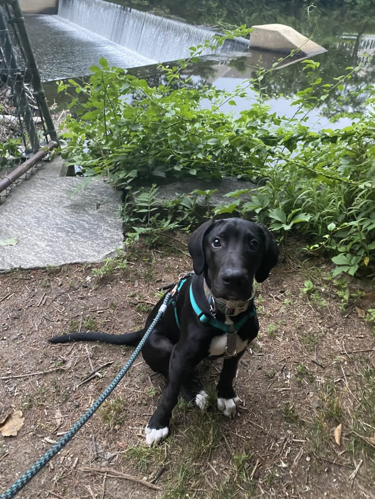 Beau, a Catahoula Leopard Dog and Great Dane mix tested with EmbarkVet.com