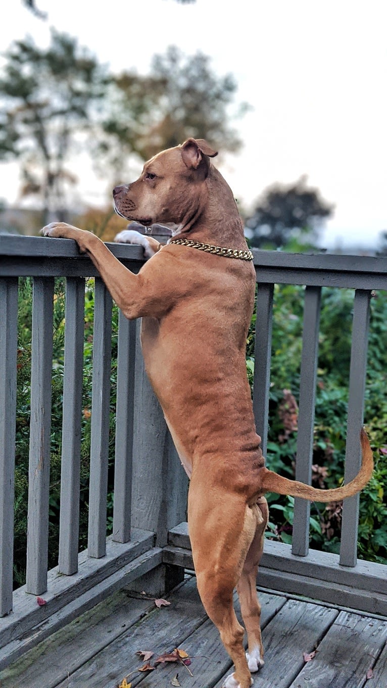 Bella, an American Bully tested with EmbarkVet.com