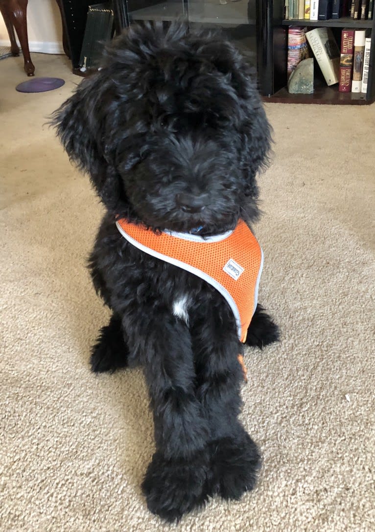 Leopold, a Newfypoo tested with EmbarkVet.com