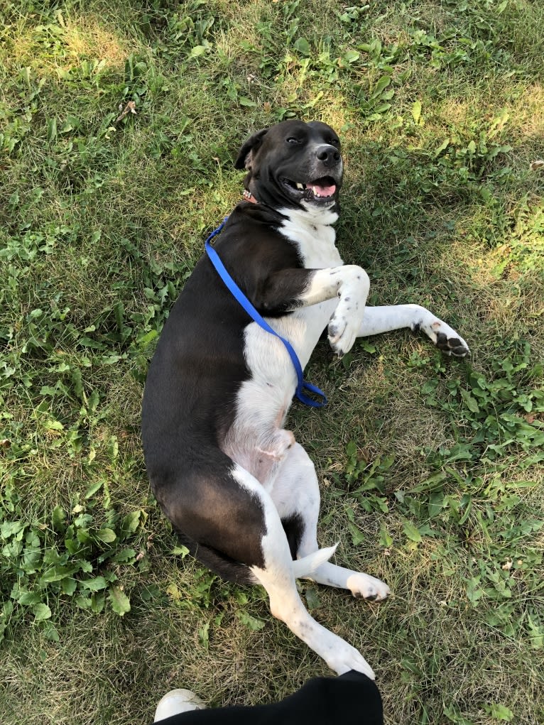 Volibear, an American Pit Bull Terrier and Labrador Retriever mix tested with EmbarkVet.com