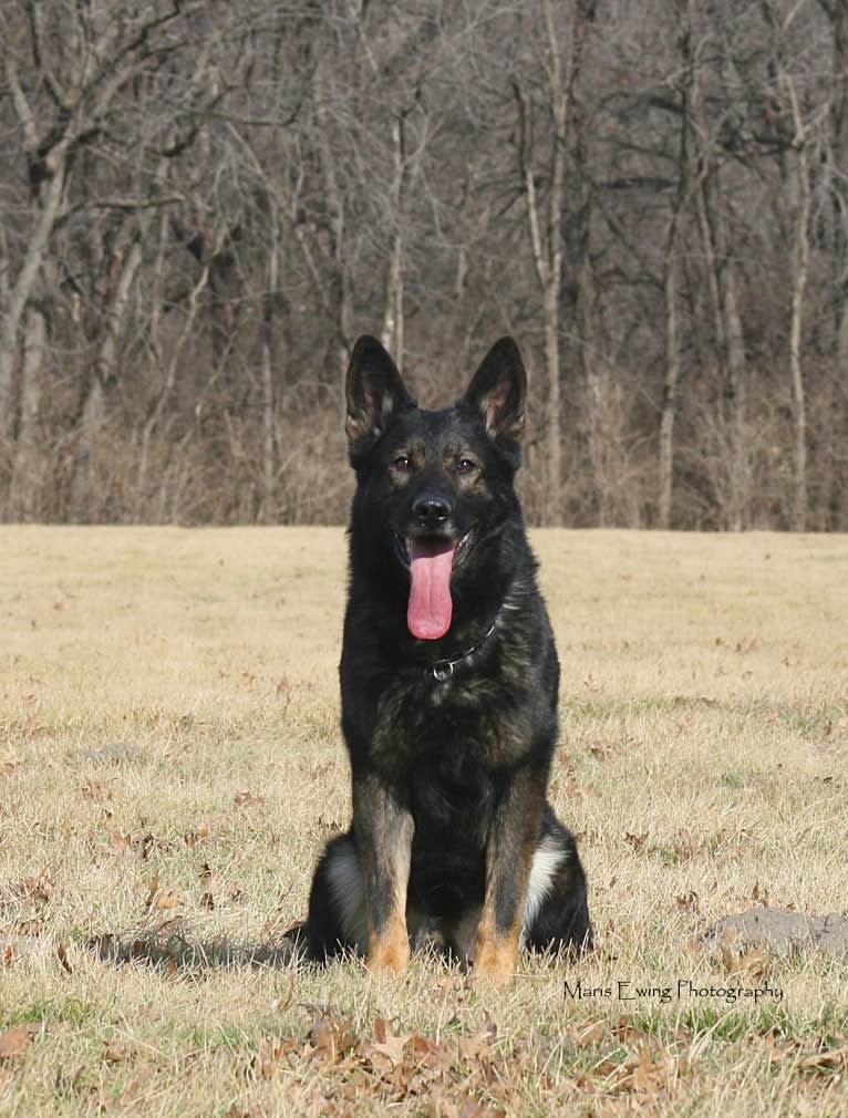 Goofy, a German Shepherd Dog tested with EmbarkVet.com