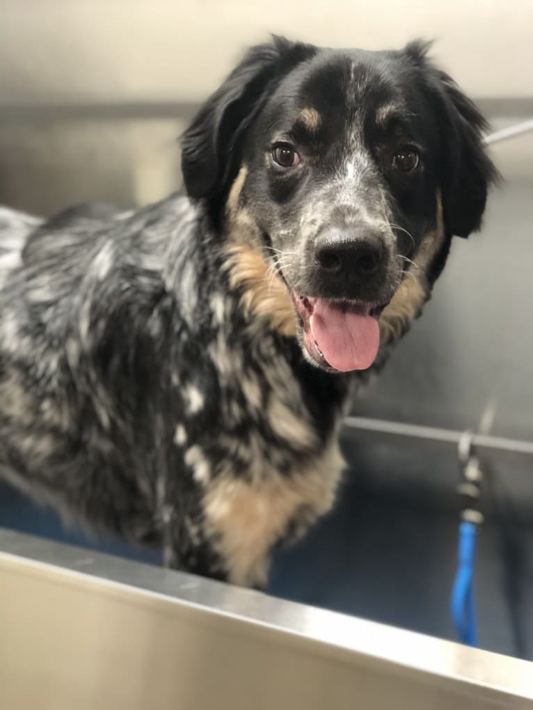 Archie, a Border Collie and Great Pyrenees mix tested with EmbarkVet.com