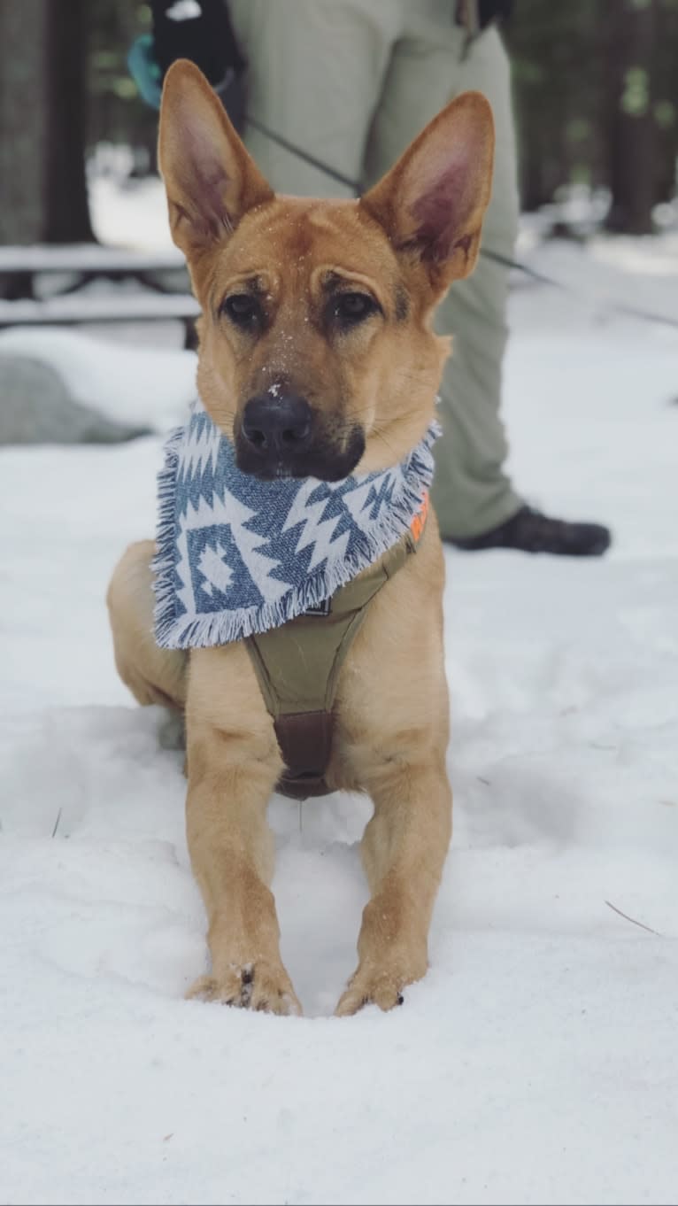 Maui, a German Shepherd Dog tested with EmbarkVet.com