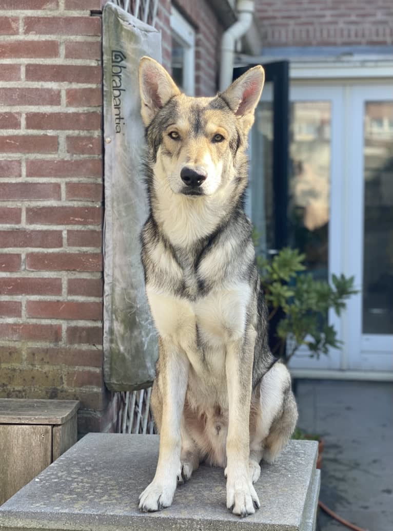 Kasper (Mountain Dew Phillip), a Saarloos Wolfdog tested with EmbarkVet.com