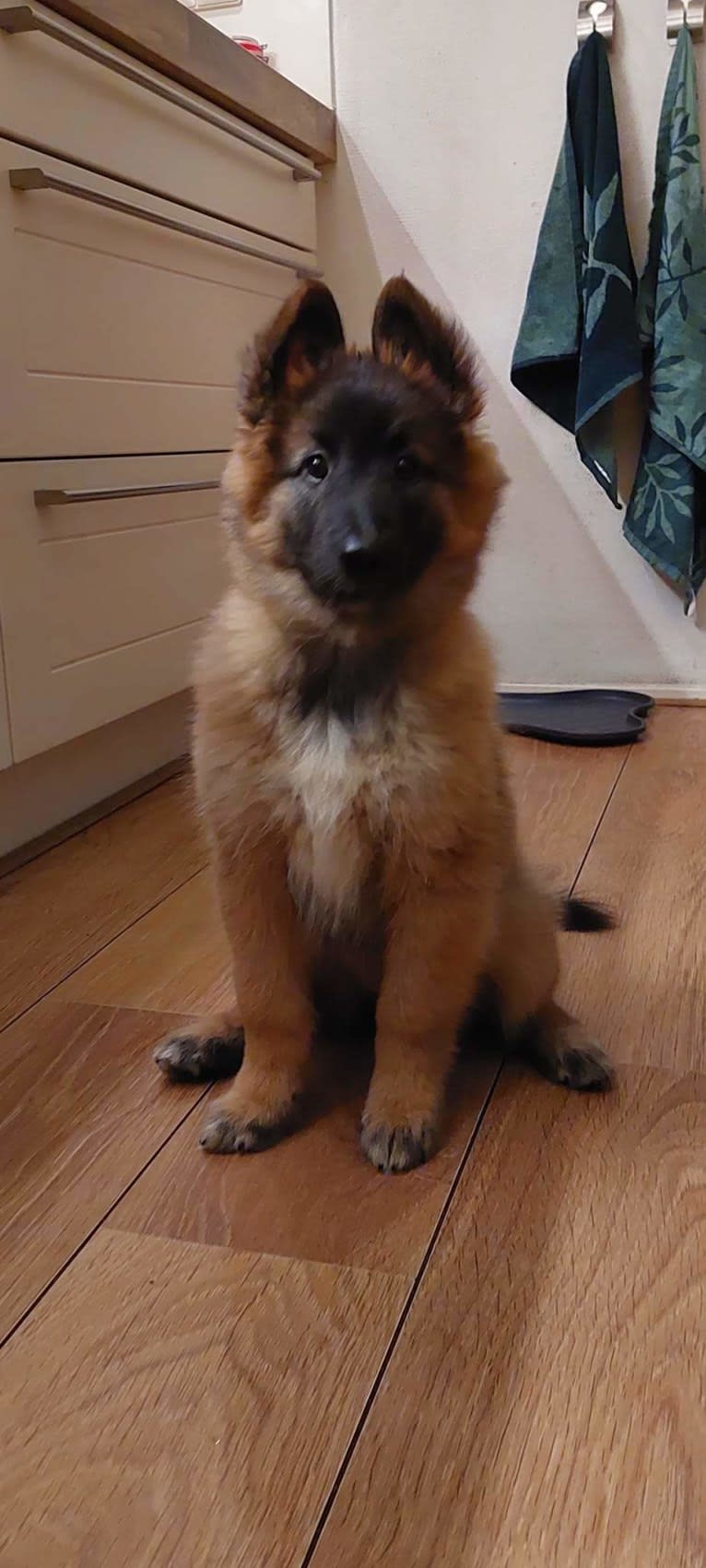 Gioya, a Belgian Shepherd tested with EmbarkVet.com