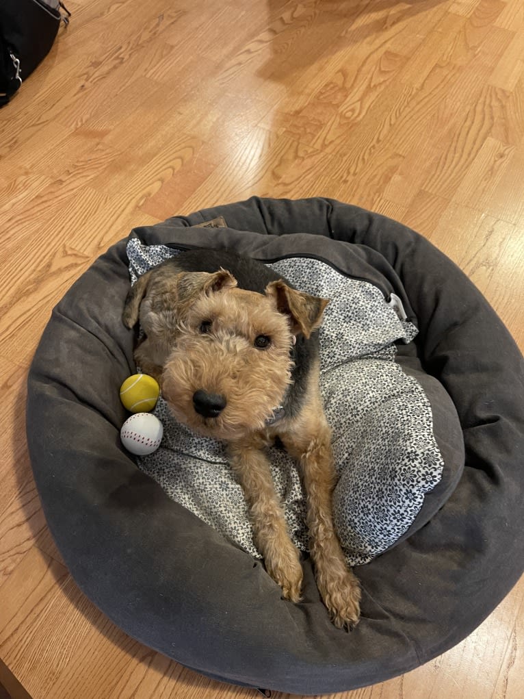 Abby, a Welsh Terrier tested with EmbarkVet.com