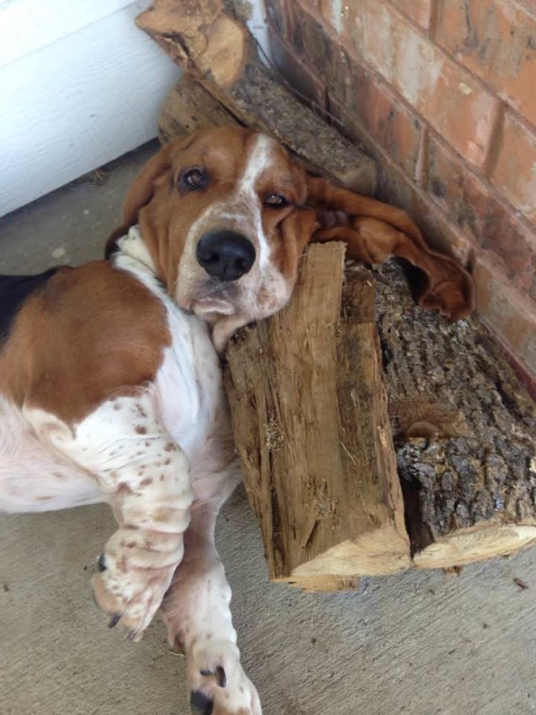 Butler, a Basset Hound tested with EmbarkVet.com