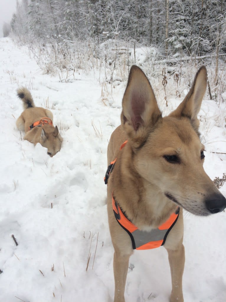 Tori, a Central Asian Village Dog tested with EmbarkVet.com