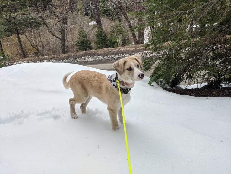 Archie, an Australian Shepherd and Jindo mix tested with EmbarkVet.com