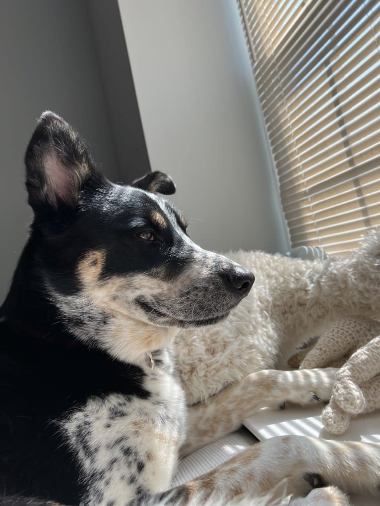Charlie, a Siberian Husky and Australian Cattle Dog mix tested with EmbarkVet.com