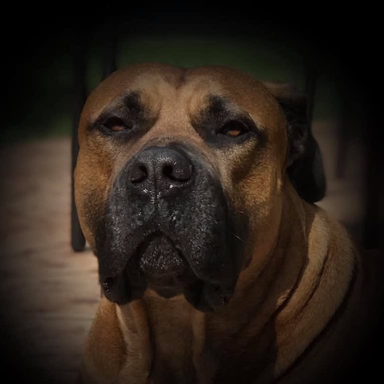 Dakarai, a Boerboel tested with EmbarkVet.com