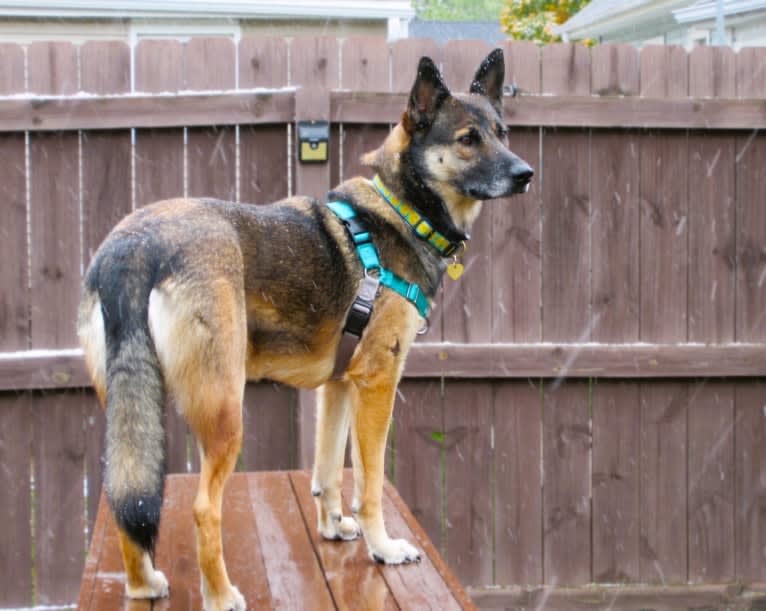 Halo, a Belgian Malinois and Siberian Husky mix tested with EmbarkVet.com