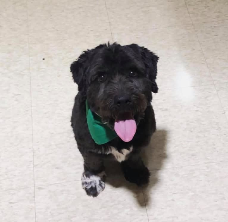 Photo of Oreo, a Cocker Spaniel, Russell-type Terrier, Poodle (Small), Shih Tzu, and Mixed mix in Farmville, Virginia, USA