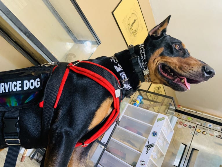 Castiel, a Doberman Pinscher and Rottweiler mix tested with EmbarkVet.com