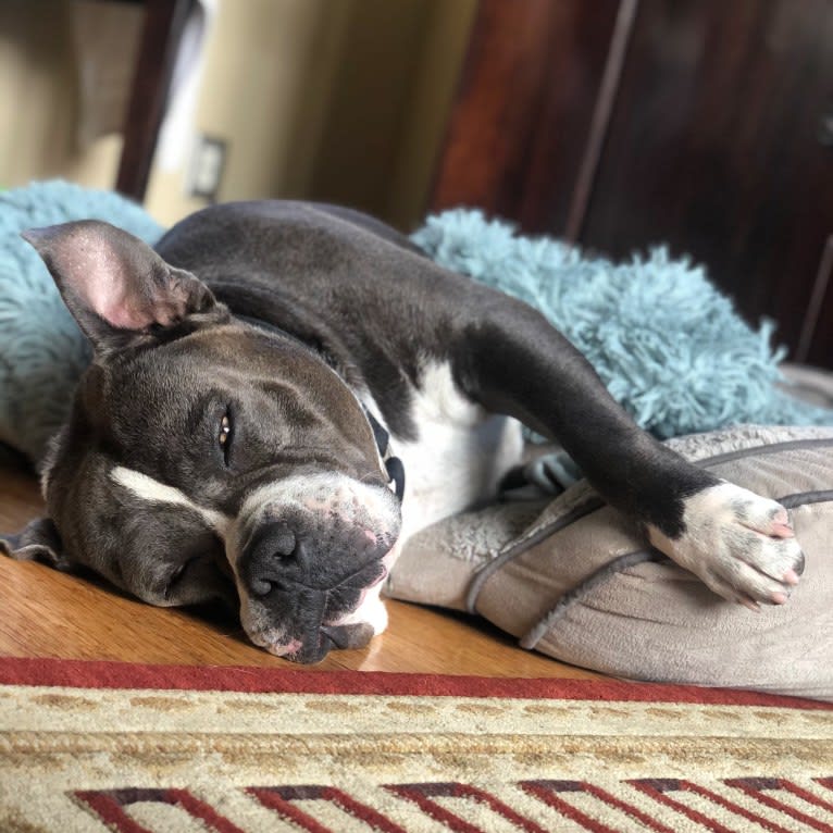 Higgins, an American Bully tested with EmbarkVet.com