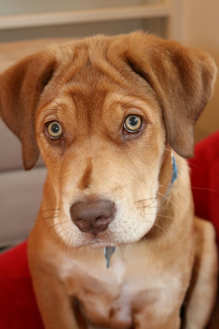 Rosa Lee McPaw, a Labrador Retriever and Staffordshire Terrier mix tested with EmbarkVet.com