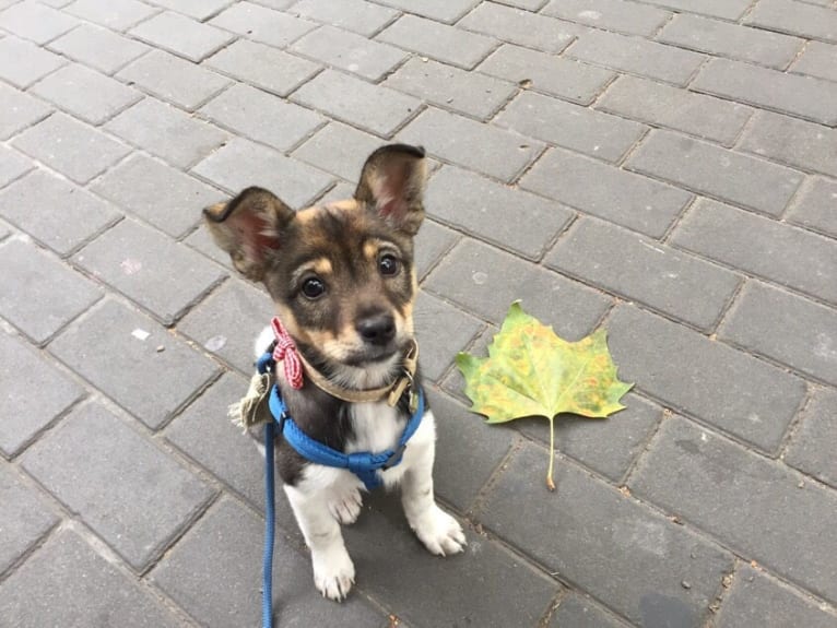 Lullaby, a Chinese Village Dog tested with EmbarkVet.com