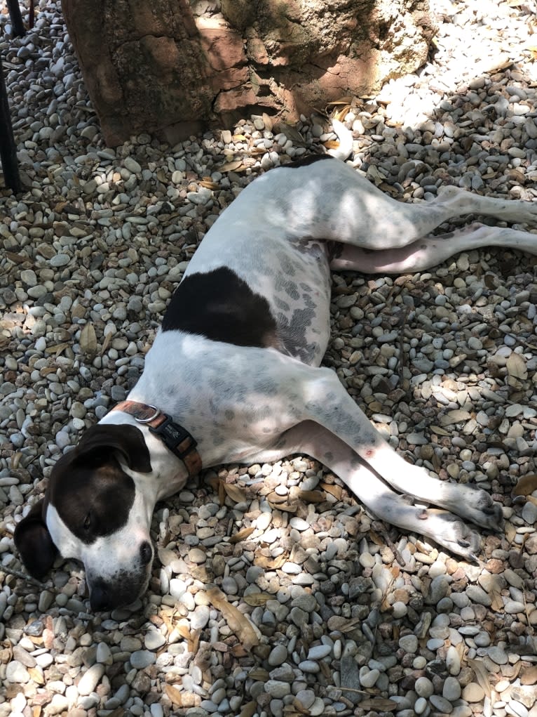 Millie, an American Pit Bull Terrier and Treeing Walker Coonhound mix tested with EmbarkVet.com