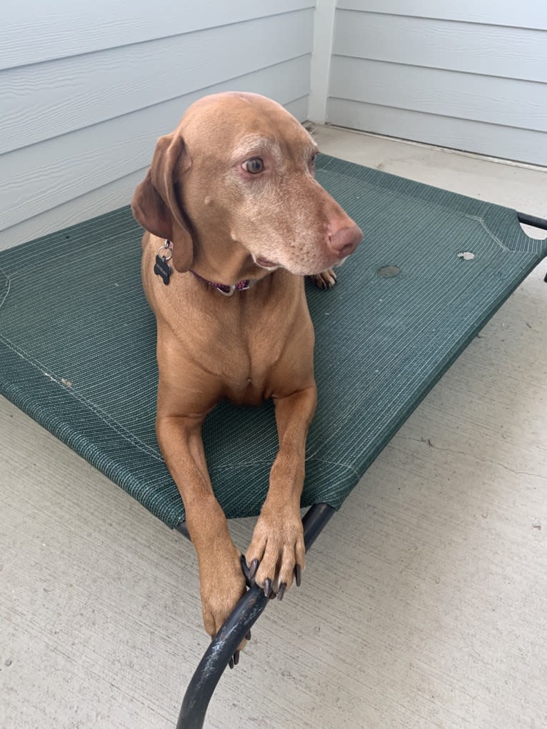 Vada, a Vizsla tested with EmbarkVet.com