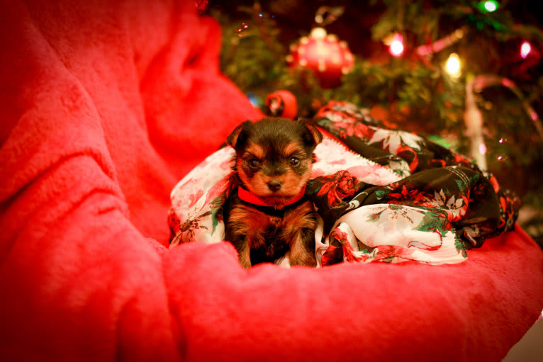 Rosie, a Yorkshire Terrier tested with EmbarkVet.com