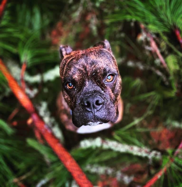 Ozzy, a Boxer and American Bulldog mix tested with EmbarkVet.com