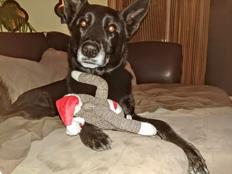 Lexi, a Siberian Husky and German Shepherd Dog mix tested with EmbarkVet.com