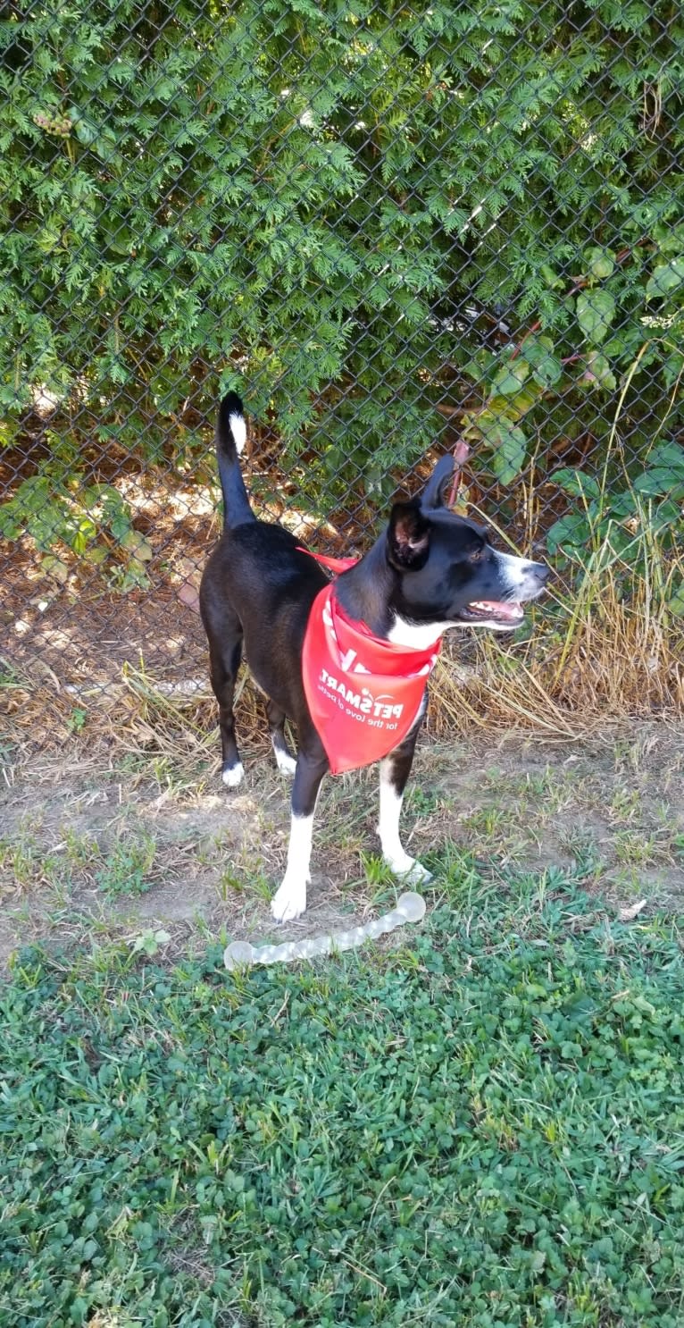 Jaci, a Rat Terrier and Collie mix tested with EmbarkVet.com