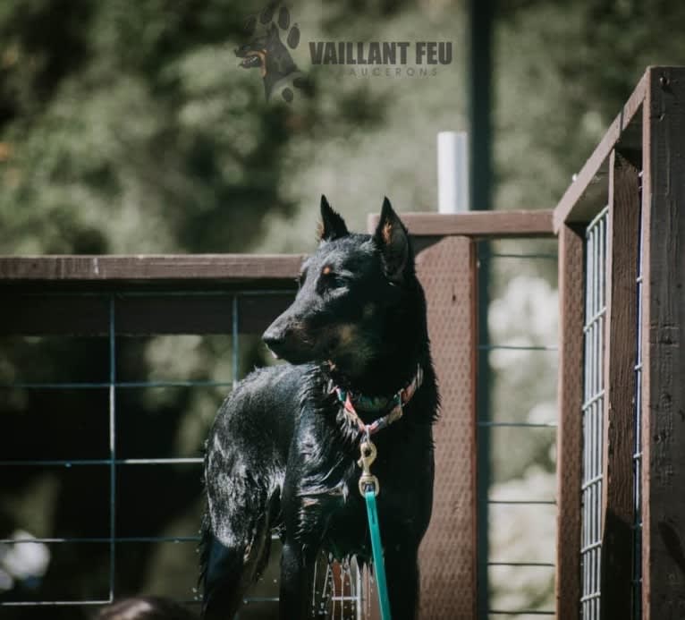 Oiseau Jamais Du Vaillant Feu, a Beauceron tested with EmbarkVet.com