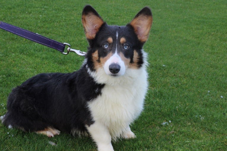 Butterball, a Pembroke Welsh Corgi tested with EmbarkVet.com