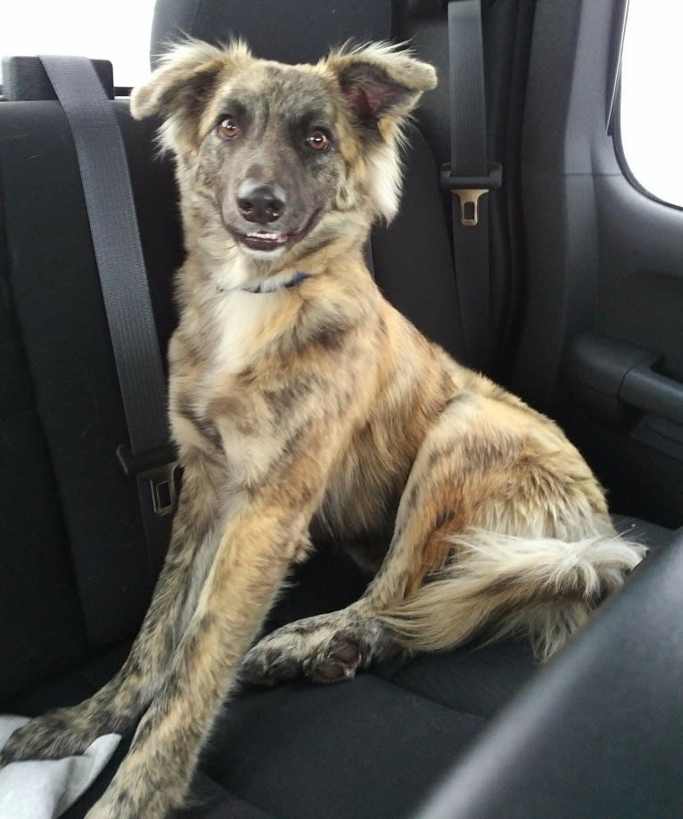 Reemie, a Bouvier des Flandres and German Shepherd Dog mix tested with EmbarkVet.com