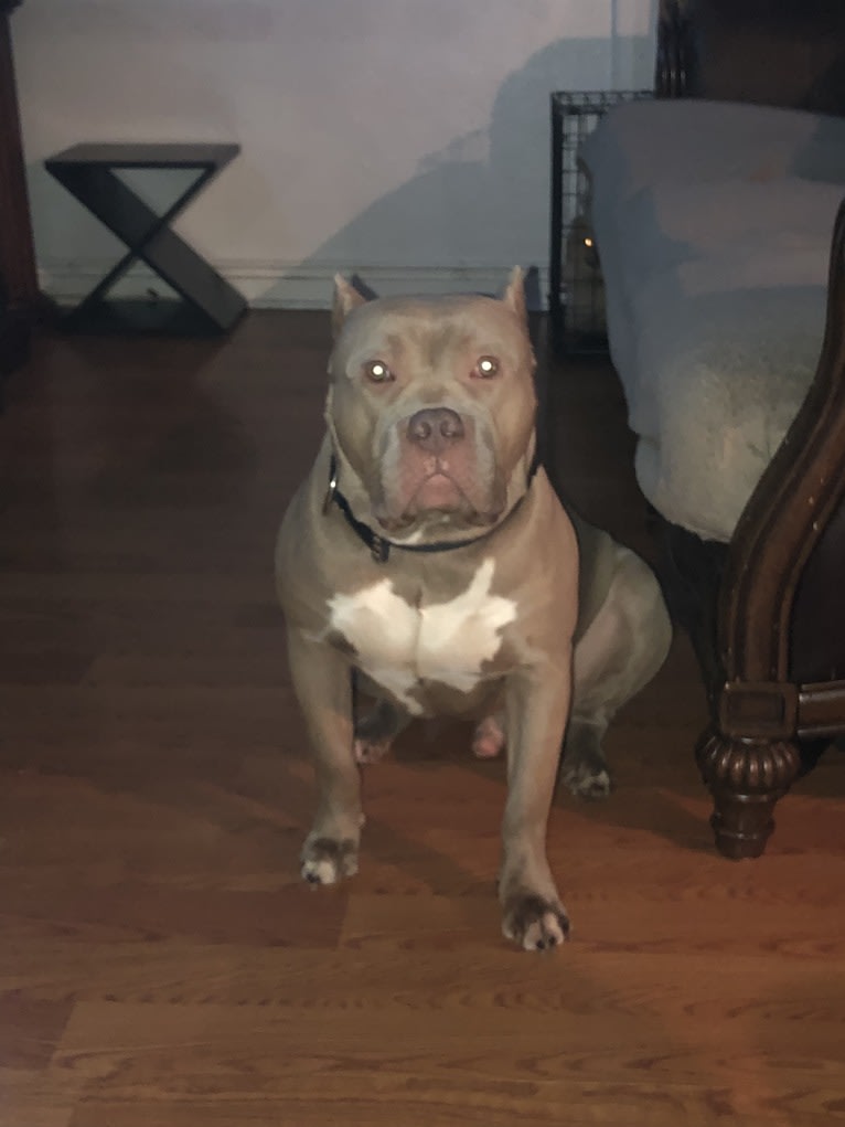 Giannis, an American Bully tested with EmbarkVet.com